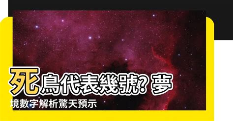 死鳥代表幾號|【死鳥代表幾號】別驚呼！鳥撞車窗飛走，死鳥代表幾號解析